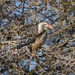 Damara Red-billed Hornbill - Photo (c) bathyporeia, some rights reserved (CC BY-NC-SA)