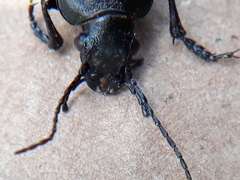 Calosoma cancellatum