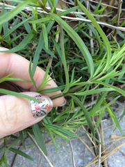 Pycnanthemum tenuifolium