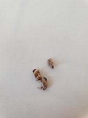 Stephanorhynchus curvipes