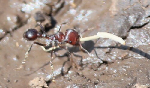 Barbatus-group Harvester Ants