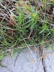 Pycnanthemum tenuifolium