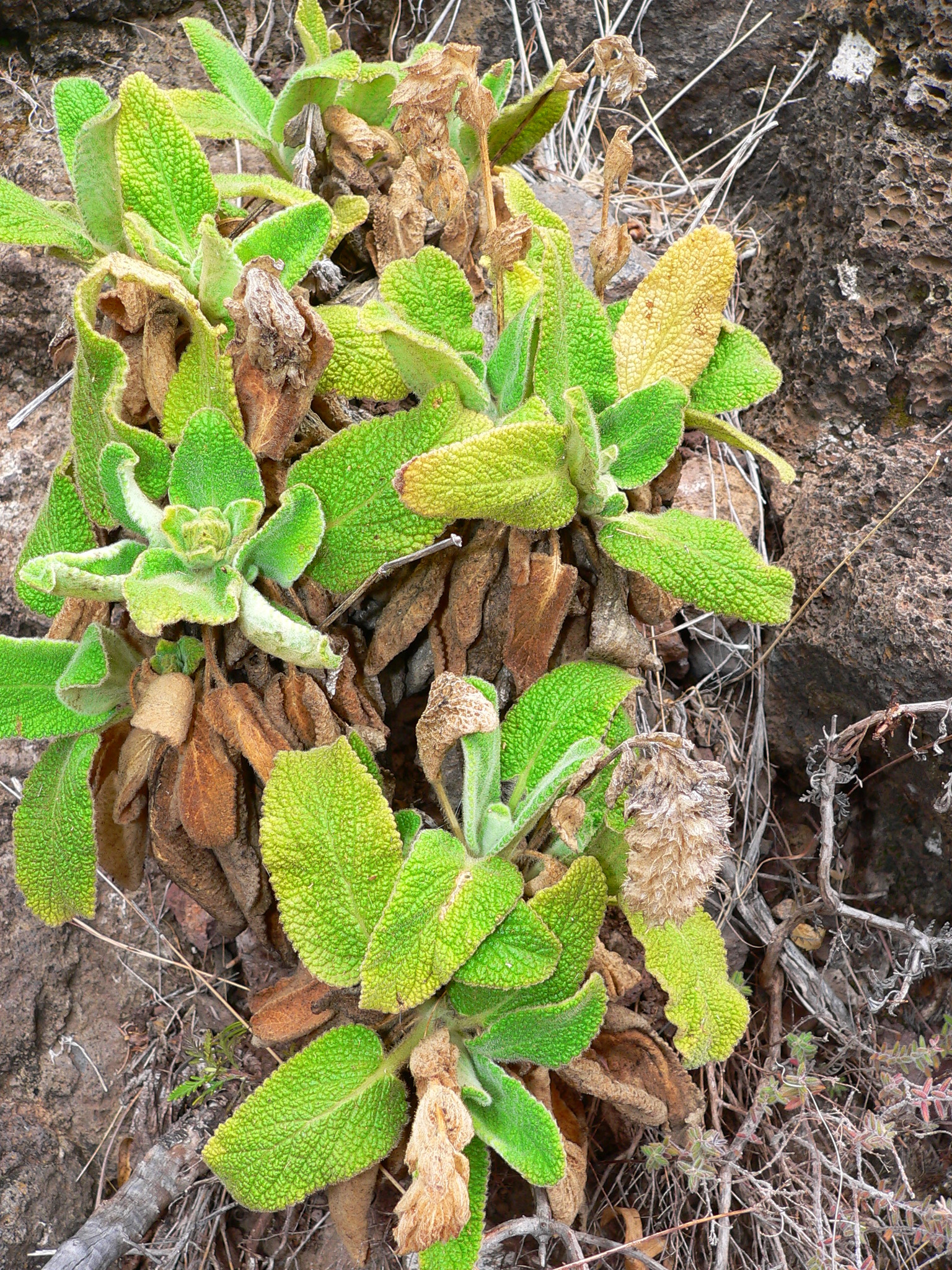 Sideritis nutans
