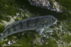 Pseudopercis semifasciata