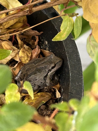 Pacific chorus frog