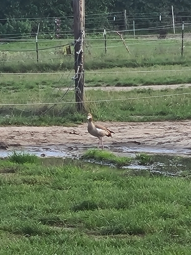 iNaturalist image
