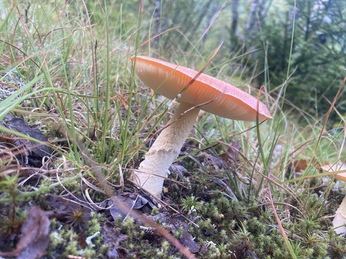 Salmon Amanita