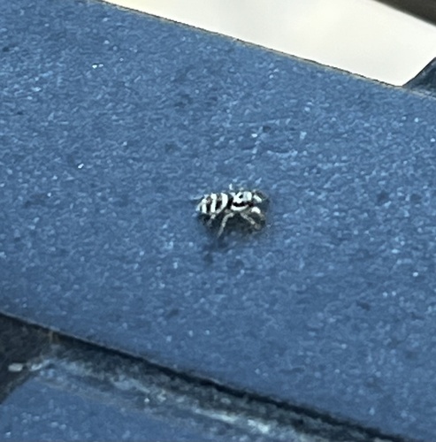 Zebra Jumping Spider