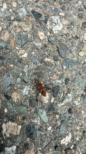Western Conifer Seed Bug