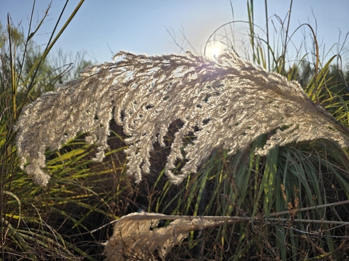 Tripidium ravennae, photograph 4