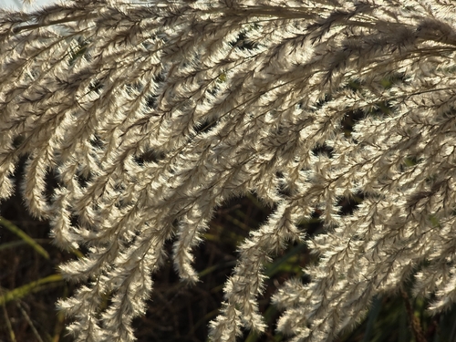 Tripidium ravennae, photograph 5
