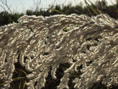 Tripidium ravennae, photograph author not stated, no rights reserved