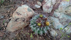 Ferocactus viridescens