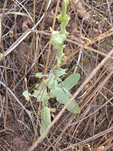 showy prairie gentian