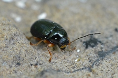 Cryptocephalus nitidus