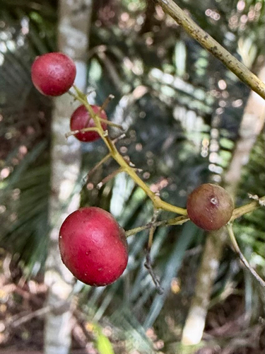 Ripogonum scandens, photograph 2