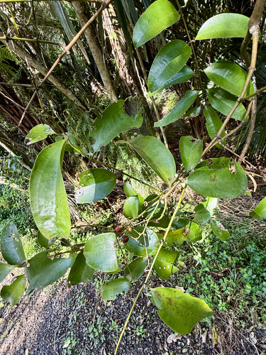 Ripogonum scandens, photograph 3