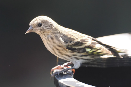 Pine Siskin