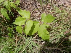 Toxicodendron radicans negundo