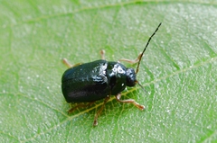 Cryptocephalus nitidus