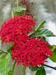 Ixora coccinea