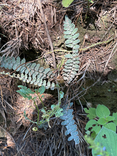 Hybrid Cloakfern