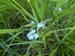 Myosotis sylvatica