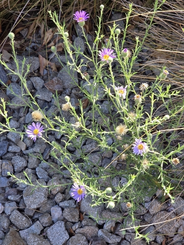 Tahoka daisy