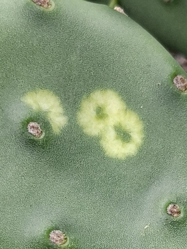 Cactus Coreid Bug