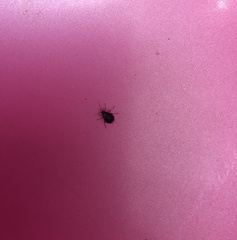 Aphididae
