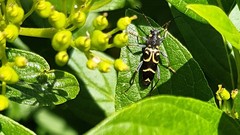 Xylotrechus antilope
