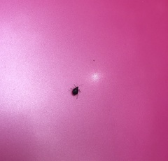 Aphididae
