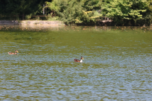iNaturalist image