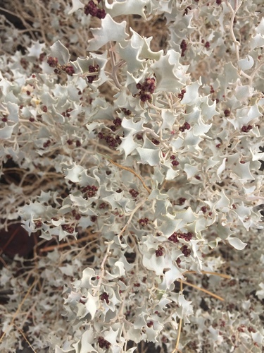 Atriplex hymenelytra