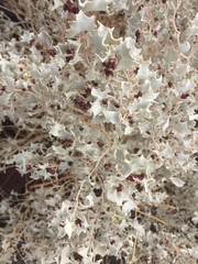 Atriplex hymenelytra