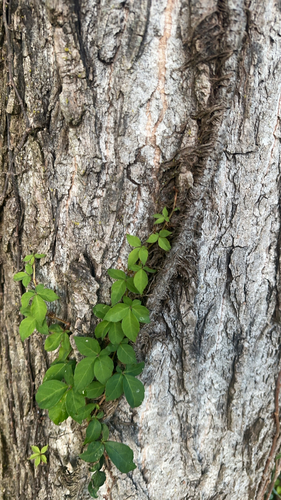 Virginia creeper