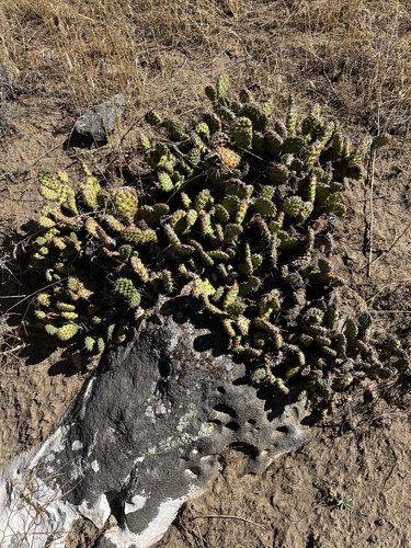 Plains Pricklypear