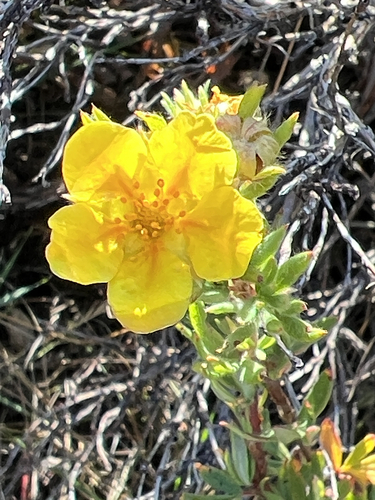 shrubby cinquefoil