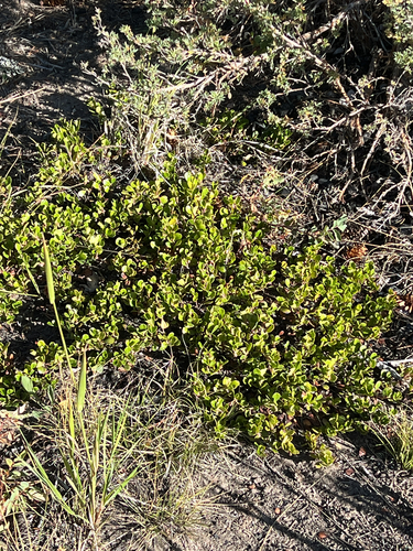 bearberry