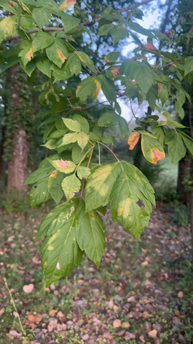 box elder