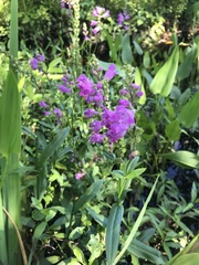 Physostegia leptophylla