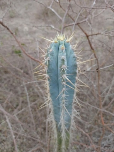 Pilosocereus pachycladus, photograph 4