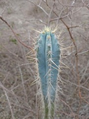 Pilosocereus pachycladus, photograph (c) Anilton Junior, some rights reserved (CC BY)