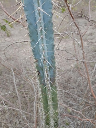 Pilosocereus pachycladus, photograph 3