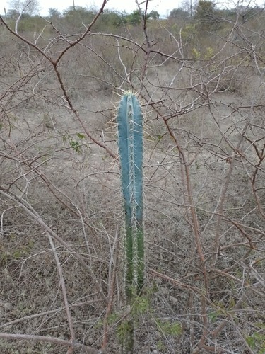 Pilosocereus pachycladus, photograph 2