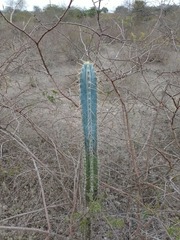 Pilosocereus pachycladus, photograph (c) Anilton Junior, some rights reserved (CC BY)