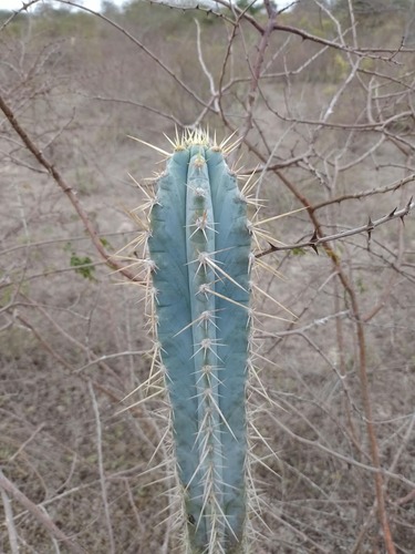 Pilosocereus pachycladus