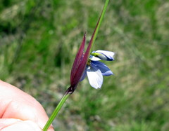 Sisyrinchium mucronatum
