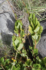 Talinum spathulatum
