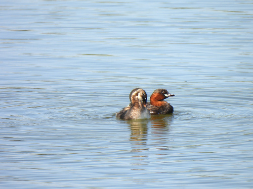 iNaturalist: (c) jesusgv, some rights reserved (CC BY-NC), uploaded by jesusgv iNaturalist image